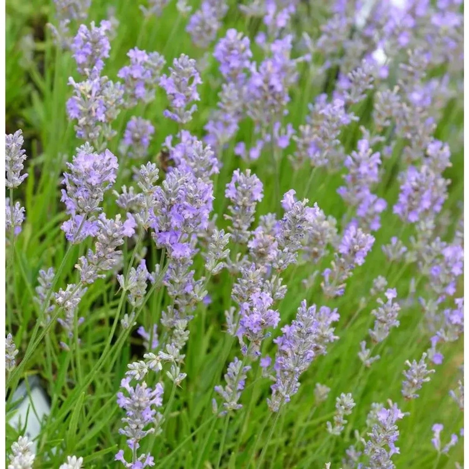 Echter Lavendel Little Lady - Lavandula angustifolia_2