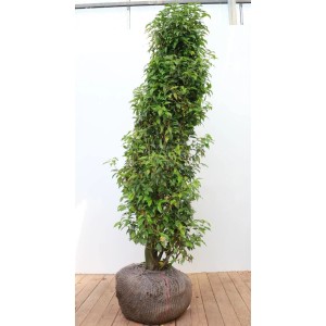 Portugiesischer Kirschlorbeer 'Angustifolia', 150-175 cm, als Heckenpflanze mit grünen Blättern.