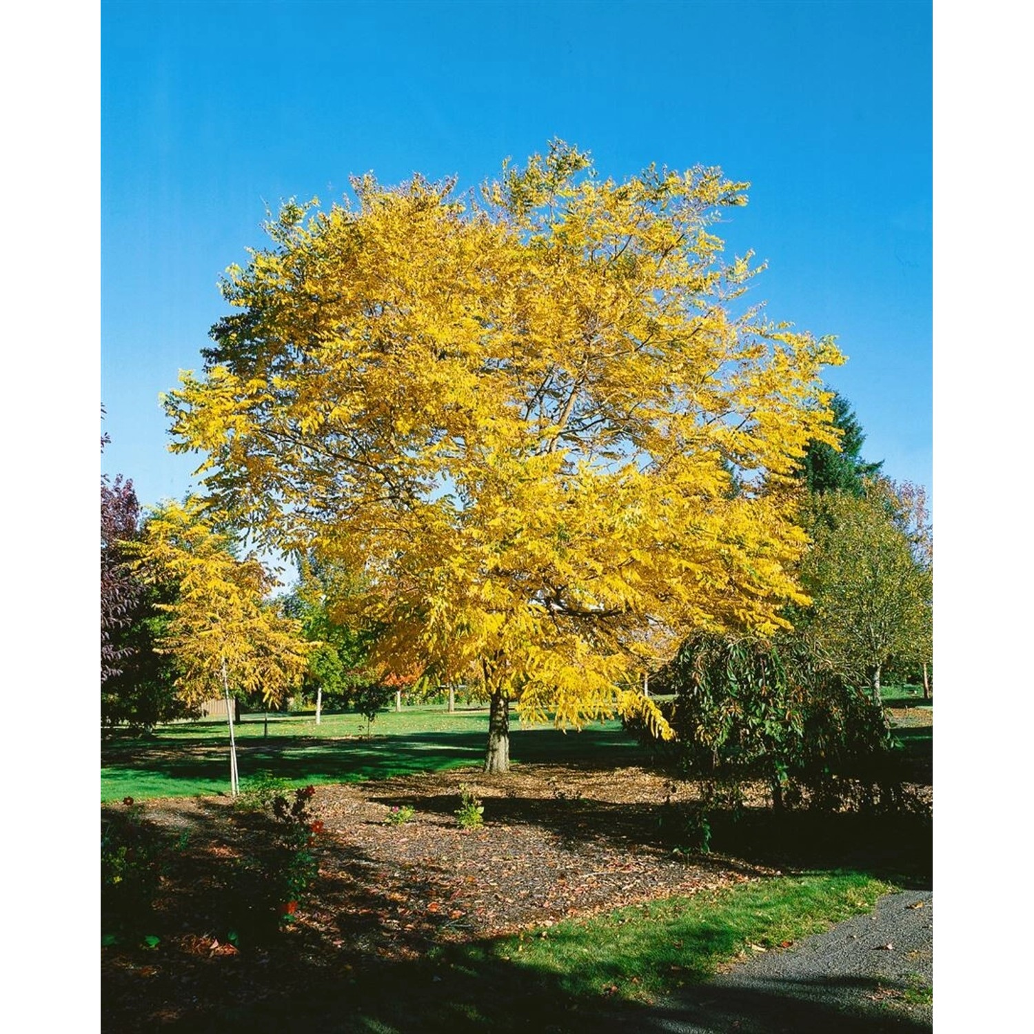 Gymnocladus Dioicus Kentucky Coffeetree 100–125 cm günstig online kaufen