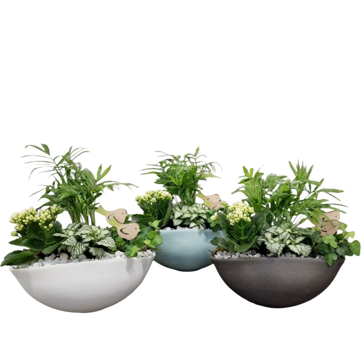 Zimmerpflanzen-Arrangement im Keramikgefäß Auswahl Topf-Ø ca. 25 cm