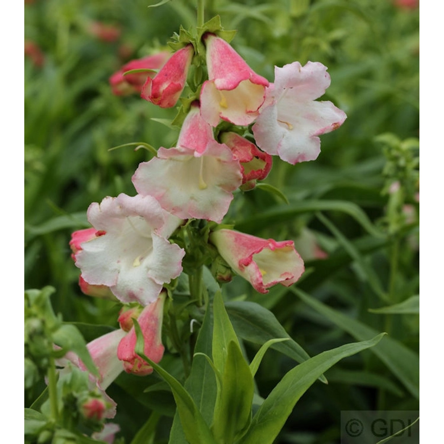 Großblumiger Bartfaden - Penstemon cultorum günstig online kaufen