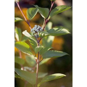 Cornus Alba Hartriegel mit roten Stielen, grünen Blättern und weißen Beeren.