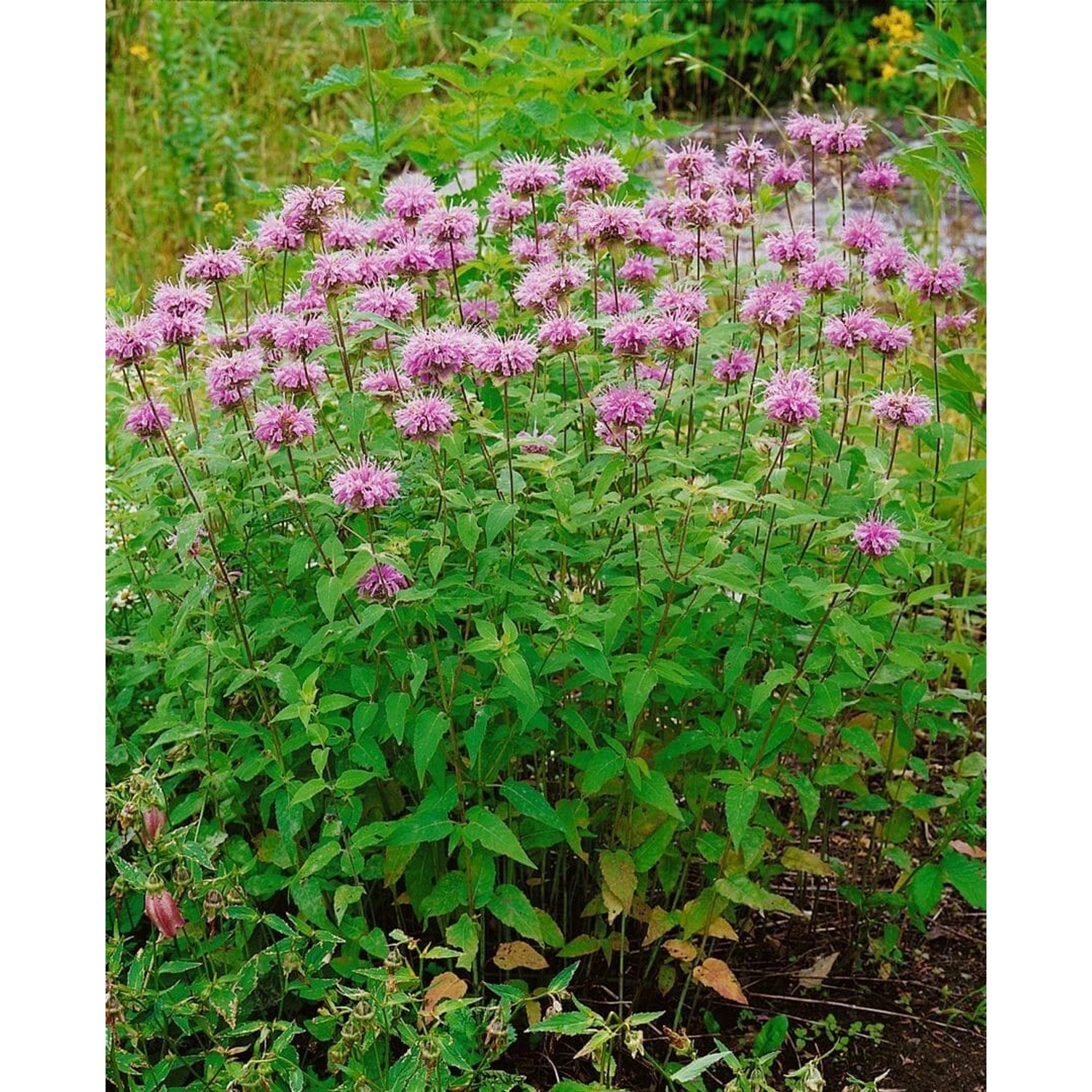 Monarda Fistulosa Beauty Of Cobham Wilde Bergamotte Ca. 11x11 cm Topf günstig online kaufen