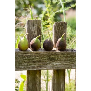 Reife Feigen der 'GROW by OBI Echte Feige' auf einem Holzzaun. Süße Früchte vom Obstbaum.