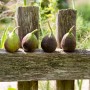 Reife Feigen der 'GROW by OBI Echte Feige' auf einem Holzzaun. Süße Früchte vom Obstbaum.