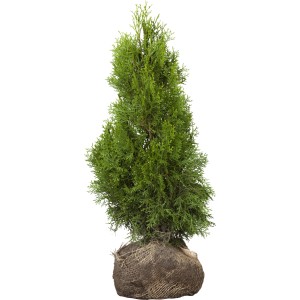 Lebensbaum Smaragd, 60-80 cm hoch, im Ballen. Ideal als Heckenpflanze.