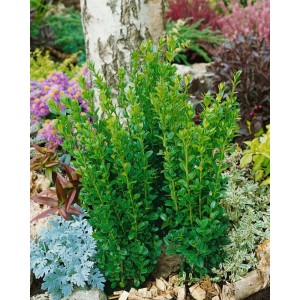 Buxus 'Graham Blandy' (40-50 cm) als Heckenpflanze im Garten.