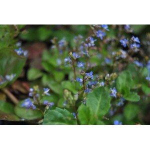 Nahaufnahme der blauen Blüten und grünen Blätter der Veronica Bachbunge Staude im 9x9 cm Topf.