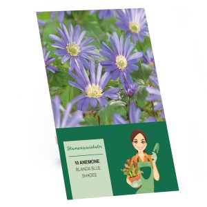 Anemone Blue Shades Mischung, 10 Stück. Blaue Windröschen als Blumenzwiebeln für den Garten.