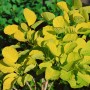 Goldgelber Perückenstrauch Golden Spirit, Cotinus Coggygria, mit buschigem Wuchs und runden Blättern.