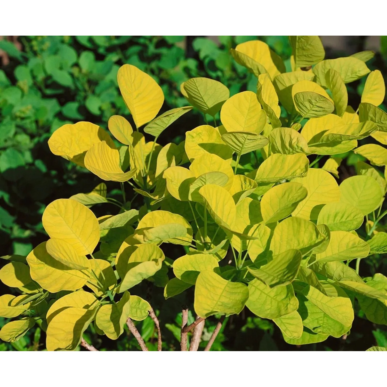 Goldgelber Perückenstrauch Golden Spirit, Cotinus Coggygria, mit buschigem Wuchs und runden Blättern.
