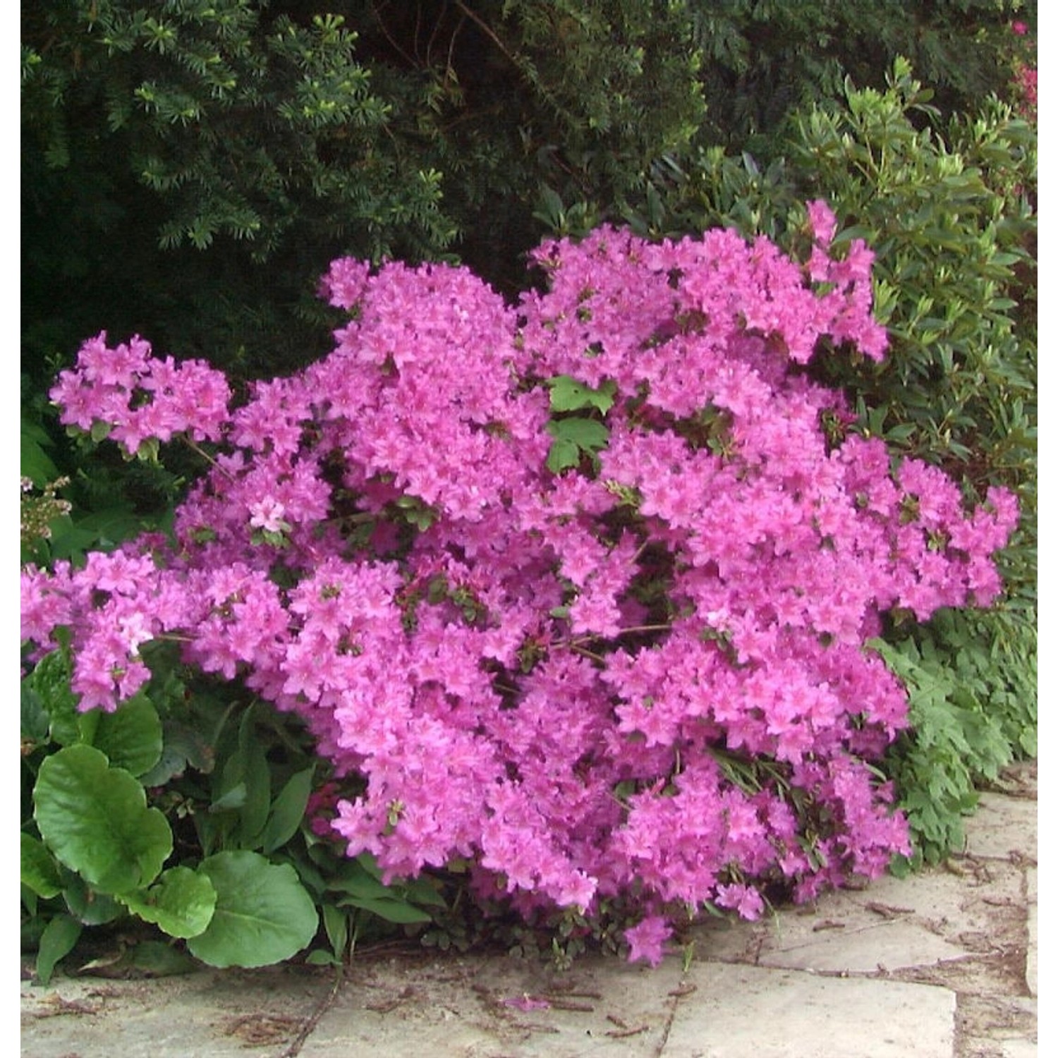 Rhododendron laetevirens 30-40cm günstig online kaufen