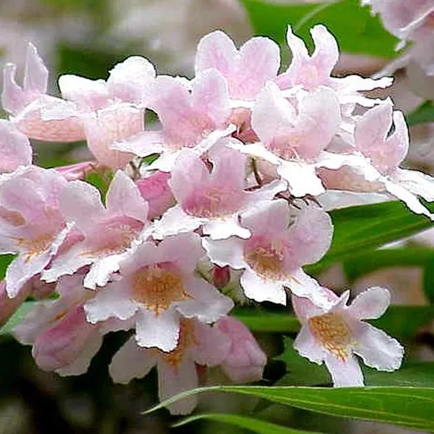 Kolkwitzie 'Pink Cloud' Kolkwitzia amabilis 30 bis 50 cm im Container Rosa Blüten