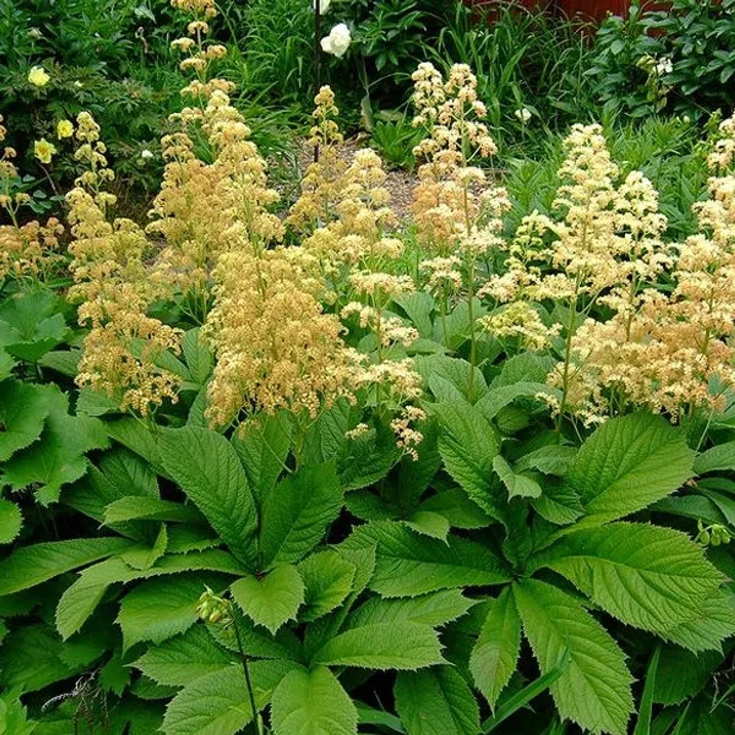 6 x Schaublatt Rodgersia pinnata Topf 9cm Beetrandpflanze