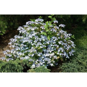 Berghortensie Hydrangea Serrata Acuminata, 30-40 cm, mit zartrosa bis blauen Blüten.