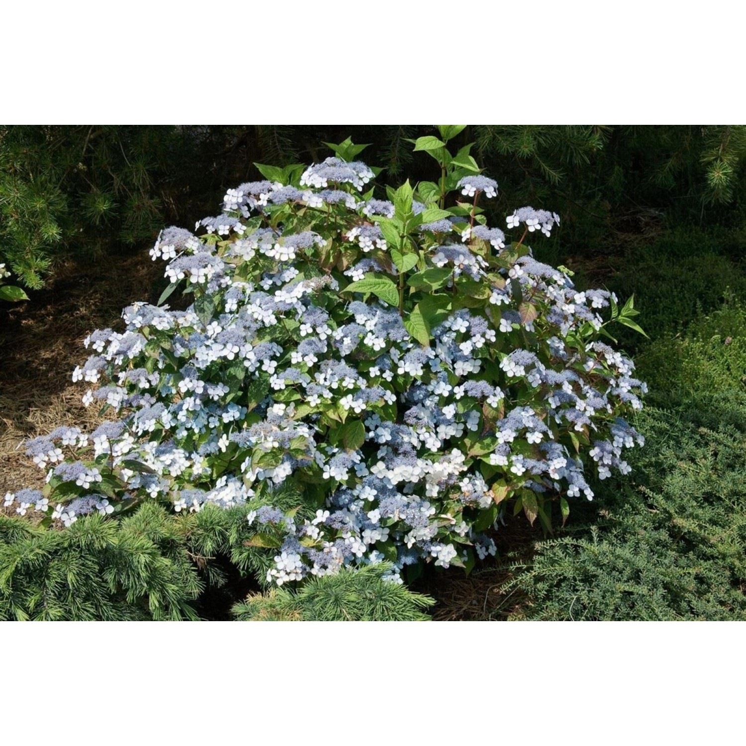 Hydrangea Serrata Acuminata Berghortensie 30-40 cm günstig online kaufen