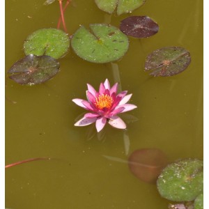 Rosa Seerose 'Chrysantha' im Teich mit grünen Seerosenblättern.