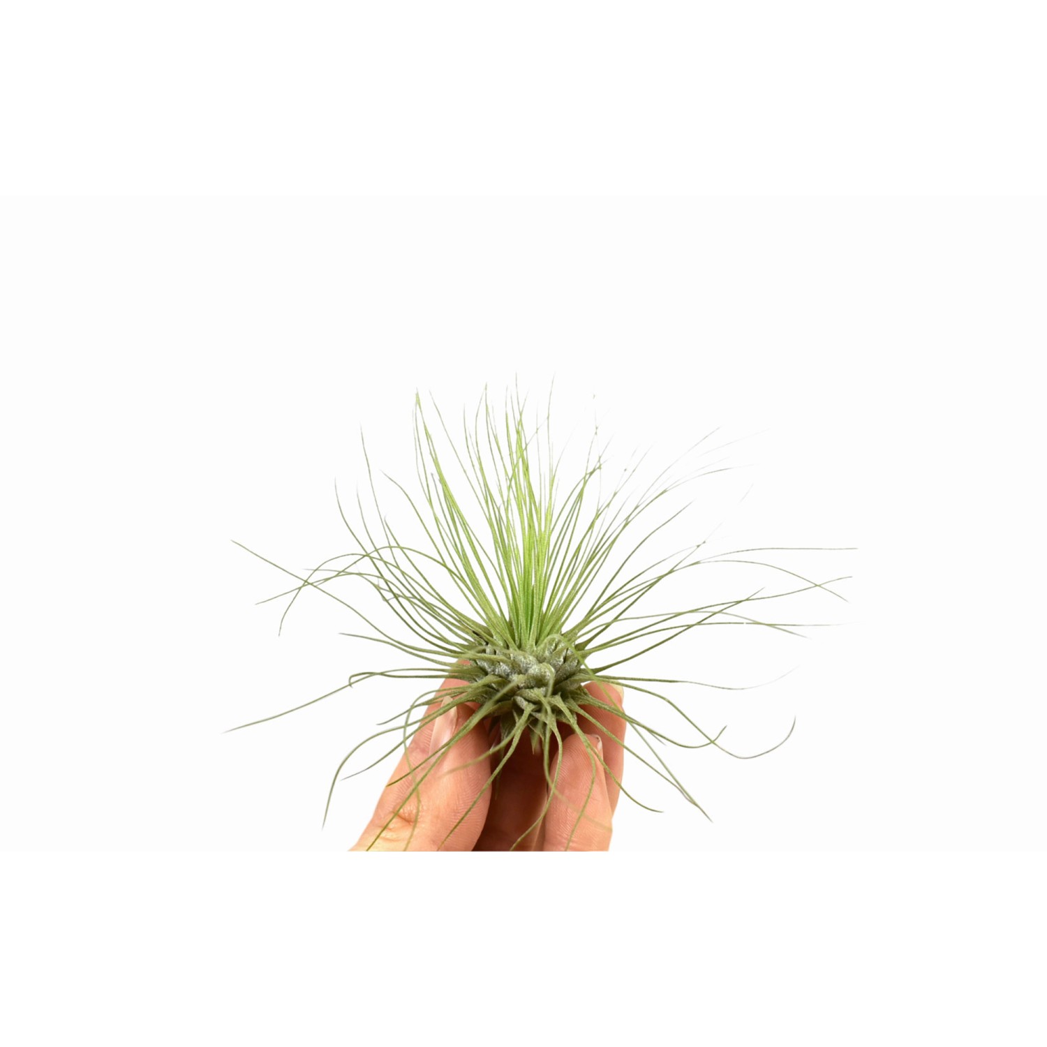 Kleine Tillandsie (ca. 4 cm) in Hand, grüne Blätter, geeignet für helle Standorte.