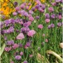 Blühender Schnittlauch 'Forescate' (Allium schoenoprasum) im Garten, lila Blüten.