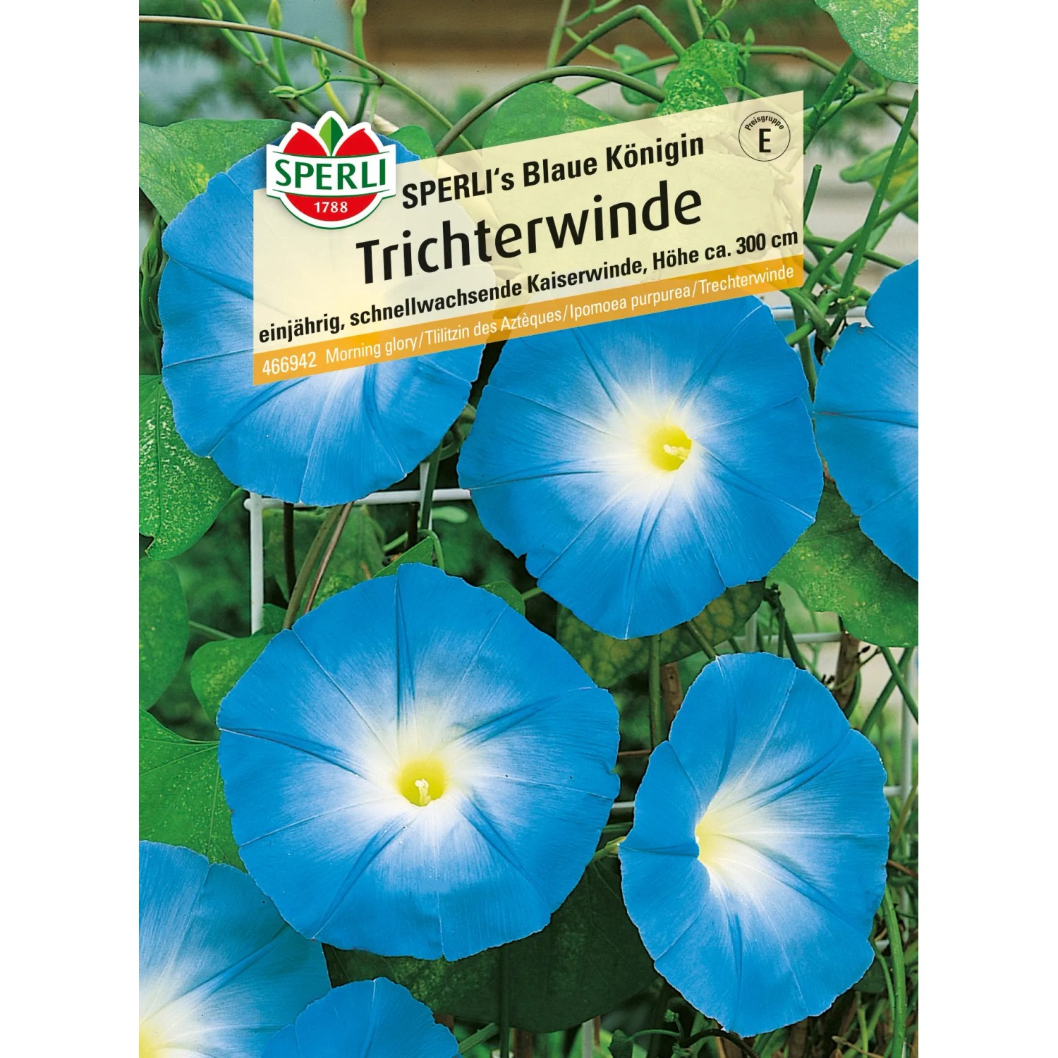 Sperli Kaiserwinde "Sperlis Blaue Königin" Blau