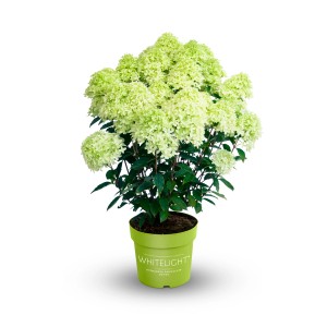 Rispenhortensie Gardenlights im Topf, weiße Blütenstände. Kompakte Hydrangea paniculata.