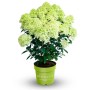 Rispenhortensie Gardenlights im Topf, weiße Blütenstände. Kompakte Hydrangea paniculata.