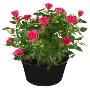 Rosa Beetrose im Topf, ca. 20-30 cm hoch, mit pinkfarbenen Blüten.