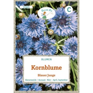 Grüne Fee Kornblume Blauer Junge Saatgut
