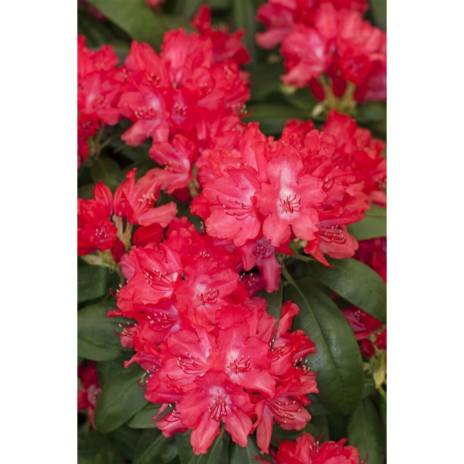 Rhododendron Yakushimanum Astrid Rhododendron Rot 25–30 cm günstig online kaufen