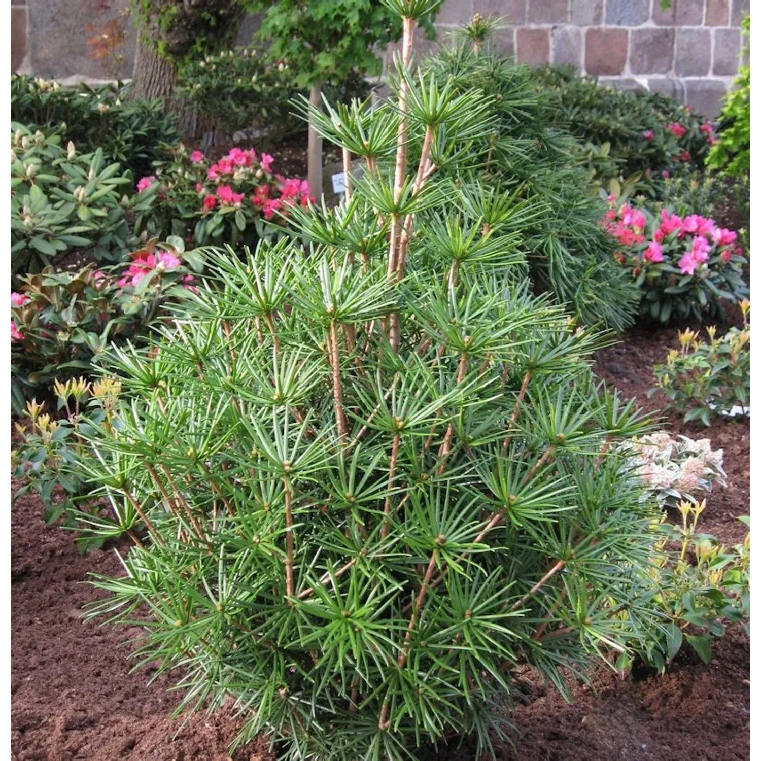 Japanische Schirmtanne Green Diamond 40-50cm - Sciadopitys verticillata