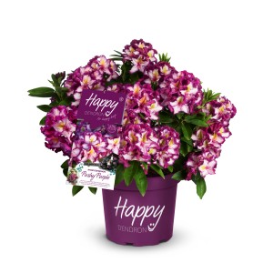 Rhododendron Happydendron® Lila im Topf, ca. 30-40 cm hoch, mit kräftig lilafarbenen Blüten.