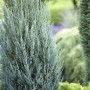 Säulenförmiger, blaugrauer Juniperus Scopulorum Blue Arrow Wacholder im Garten.