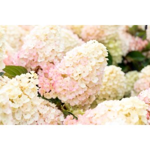 Rispenhortensie Little Blossom mit weißen und rosa Blütenständen im Garten.