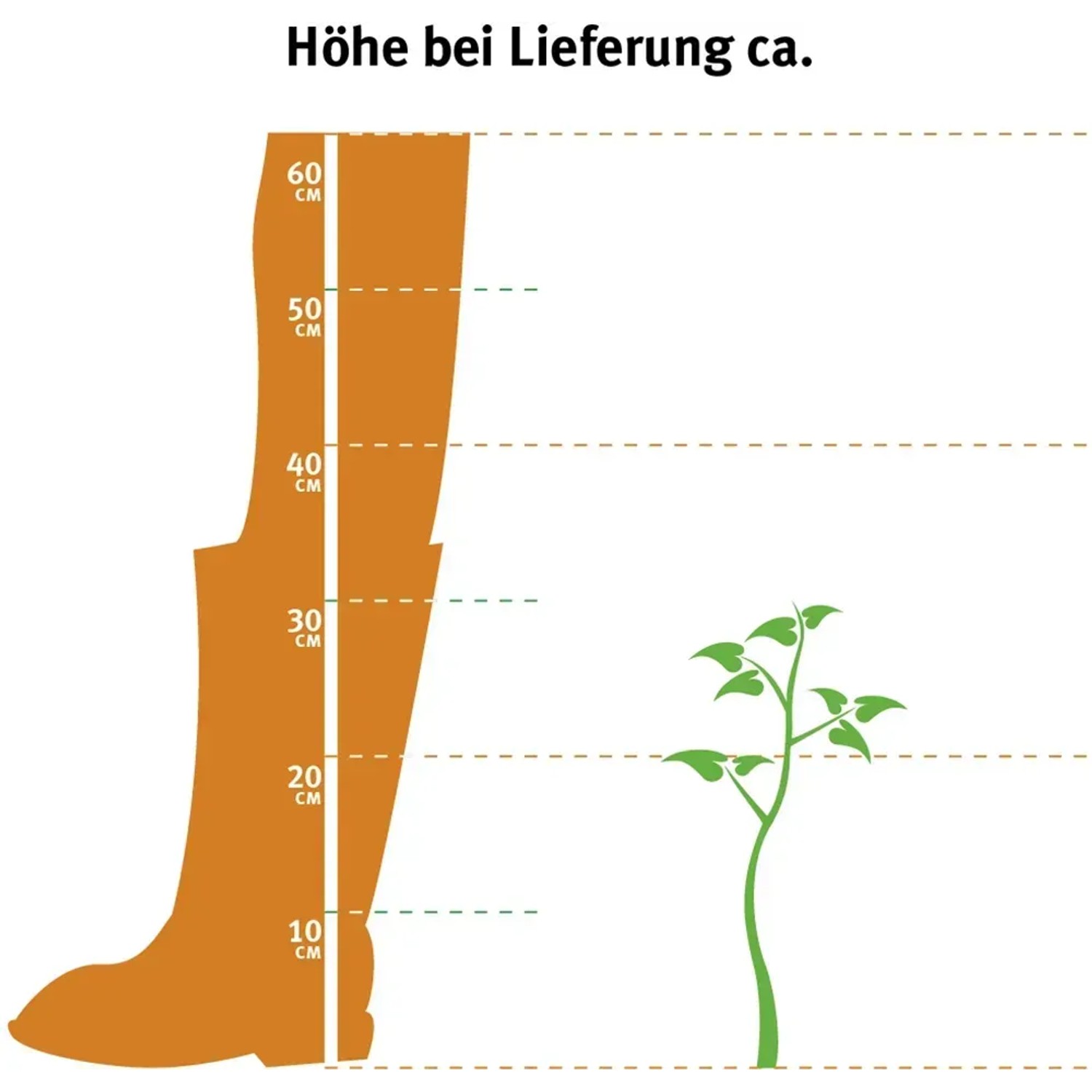 Illustration: GROW by OBI Bio Himbeere Heritage, ca. 20-30cm hoch bei Lieferung.