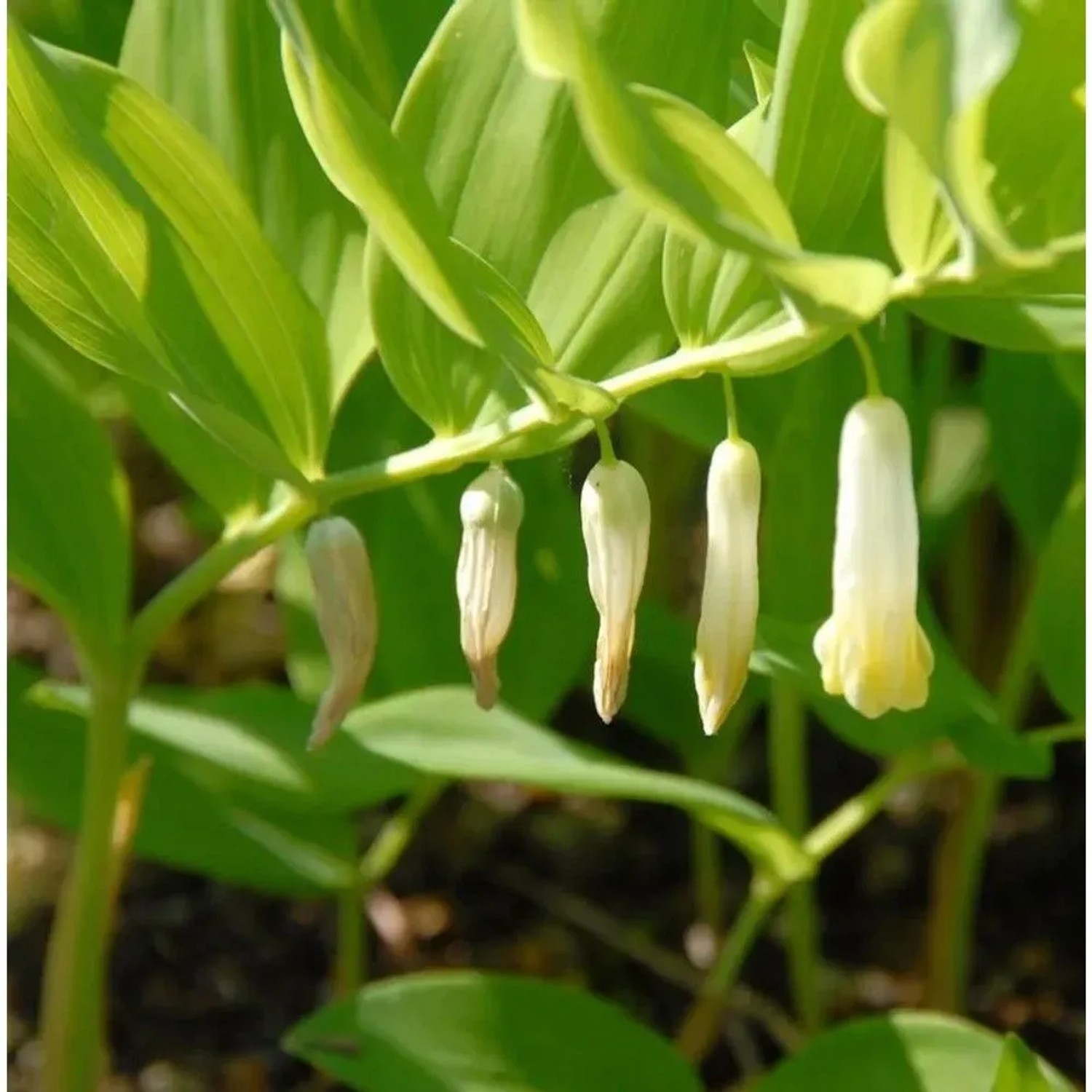 Vielblütige Weißwurz Giganteum - Polygonatum multiflorum