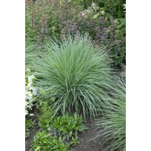 Foto von Schizachyrium Scoparium Präriegras im Topf, zierliches Ziergras für den Garten.