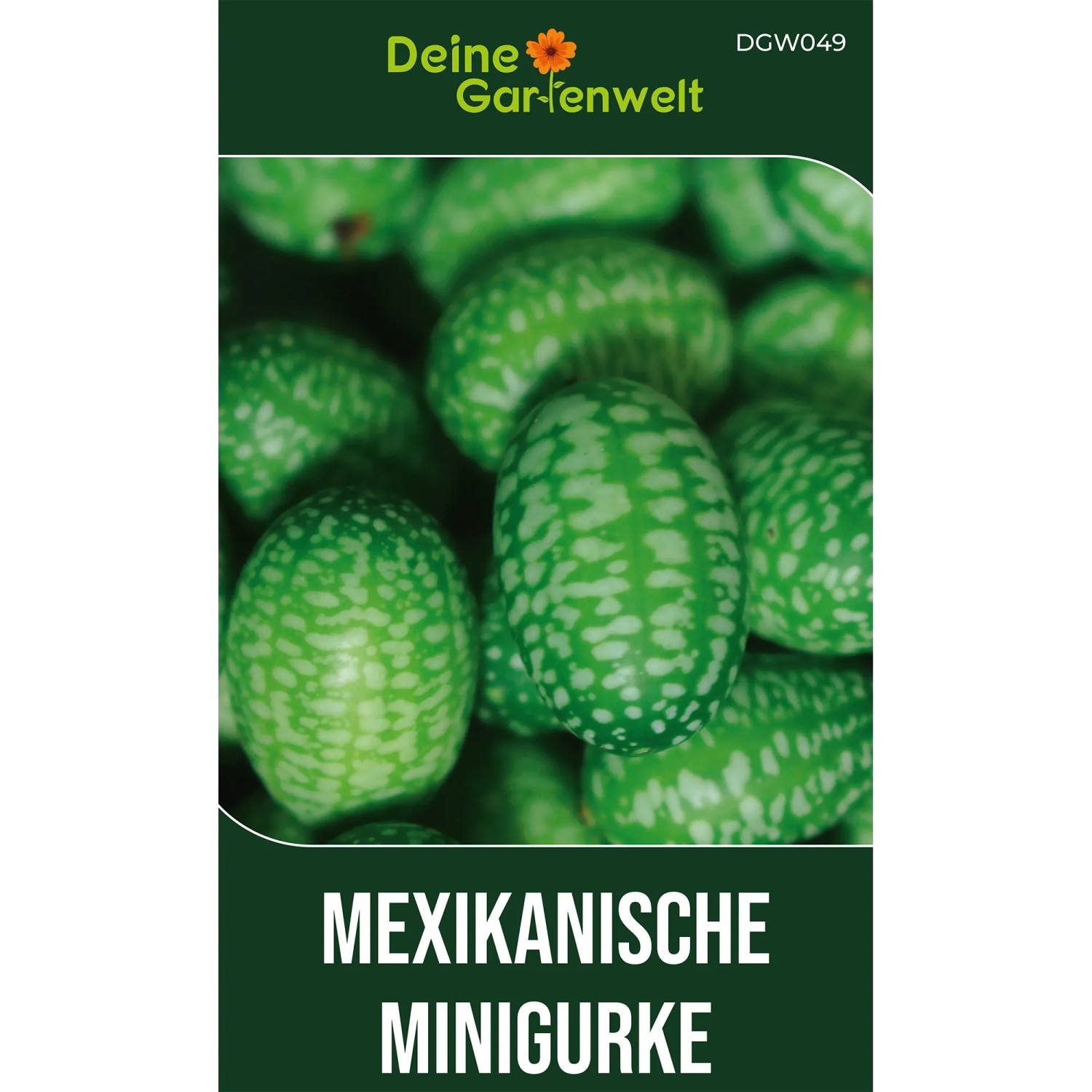 Samenpaket Mexikanische Minigurke mit kleinen, grün-weiß gesprenkelten Früchten. Fruchtgemüse Samen für den Garten.