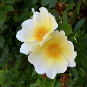 Nahaufnahme: Zartgelbe Kletterrose Mermaid mit leuchtend gelben Staubgefäßen vor grünem Laub.