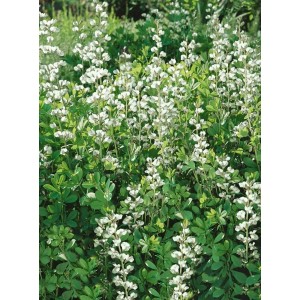 Weiße Indigolupine (Baptisia australis Alba) im 9x9 cm Topf, blühende Staude.