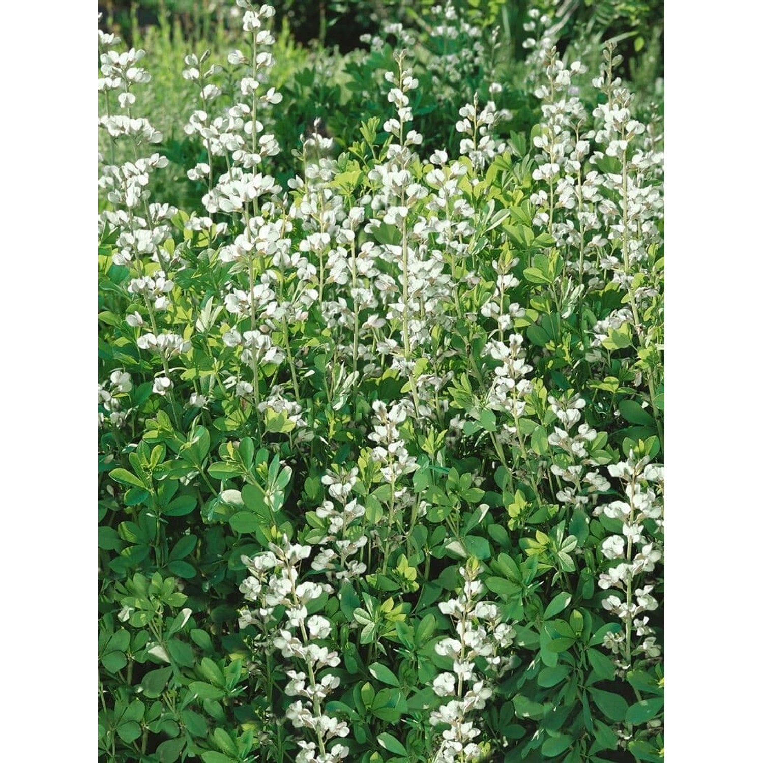 Baptisia Australis Alba Indigolupine Ca. 9x9 cm Topf günstig online kaufen