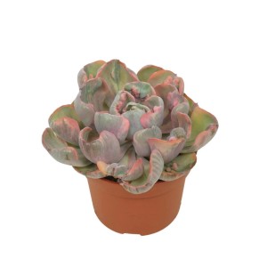 Buntes Rosetten-Dickblatt 'Cleopatra' im 10,5cm Topf. Seltene, pflegeleichte Echeveria Sukkulente mit Farbverlauf.