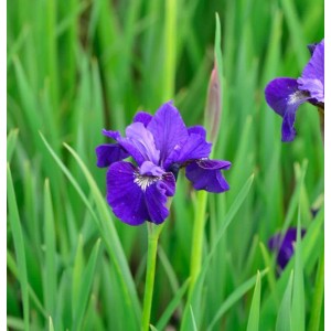 Sibirische Schwertlilie Dancing Nanou - Iris sibirica