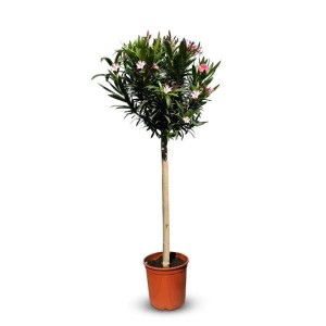 Sunny-Tree Oleander auf Stamm Farbe Rosa Nerium Oleander Höhe 140-160 cm Pflanze für Draußen Immergrün im Winter Mediterrane Pflanze