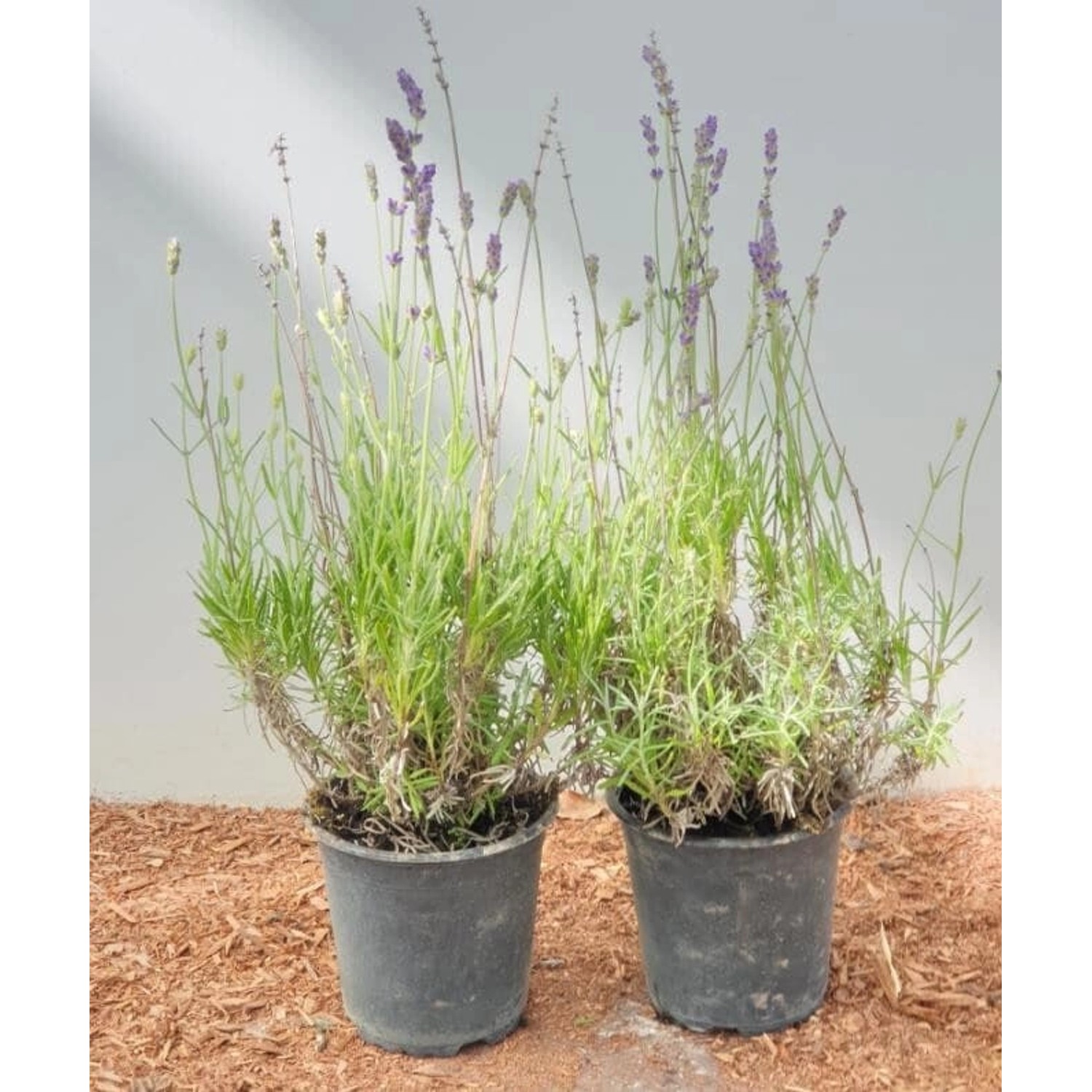 Lavandula Angustifolia Echter Lavendel Ca. 9x9 cm Topf günstig online kaufen