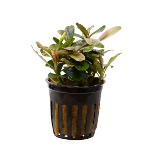 Stoffels Aquariumpflanze Bucephalandra Malawi Pink im Topf, Blätter rosa, rot und grün.