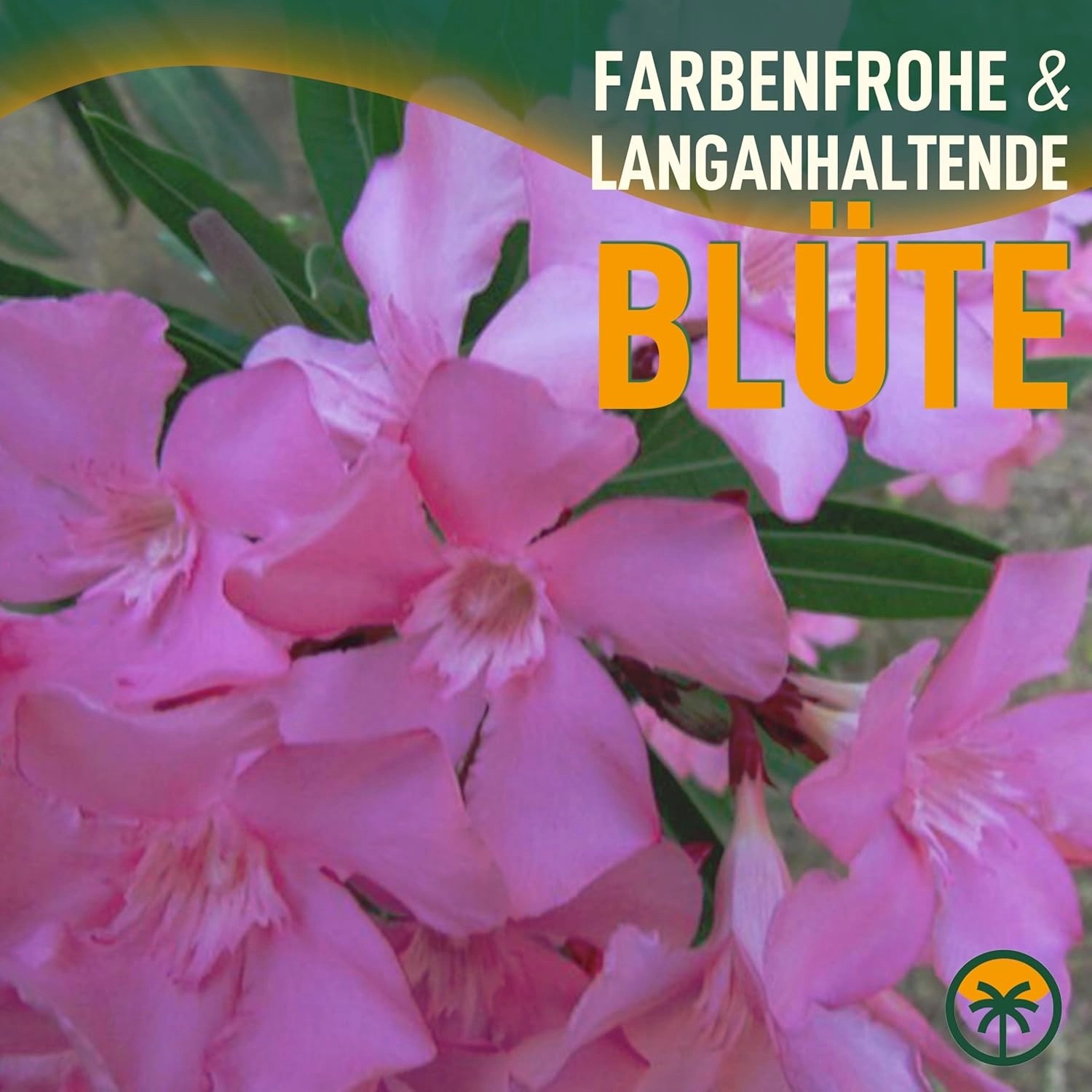 SunnyTree Oleander Farbe Rosa 100/120 cm Nerium Oleander Pflanze für
