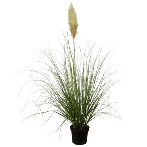 Pampasgras Cortaderia Selloana im 3-5 Liter Topf mit silbrig-weißer Blüte.