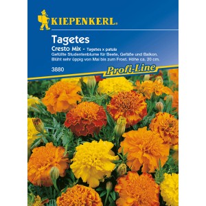 Kiepenkerl Studentenblume Cresto-Mix: Gefüllte Tagetes in Gelb- und Orangetönen.