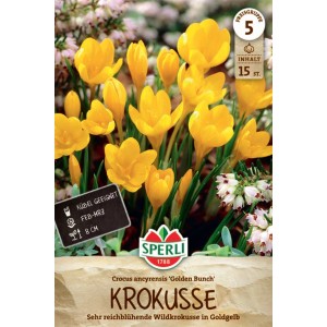 Sperli Wildkrokus 'Golden Bunch' mit orangegelben Blüten im Beet, Kübel oder Kasten.