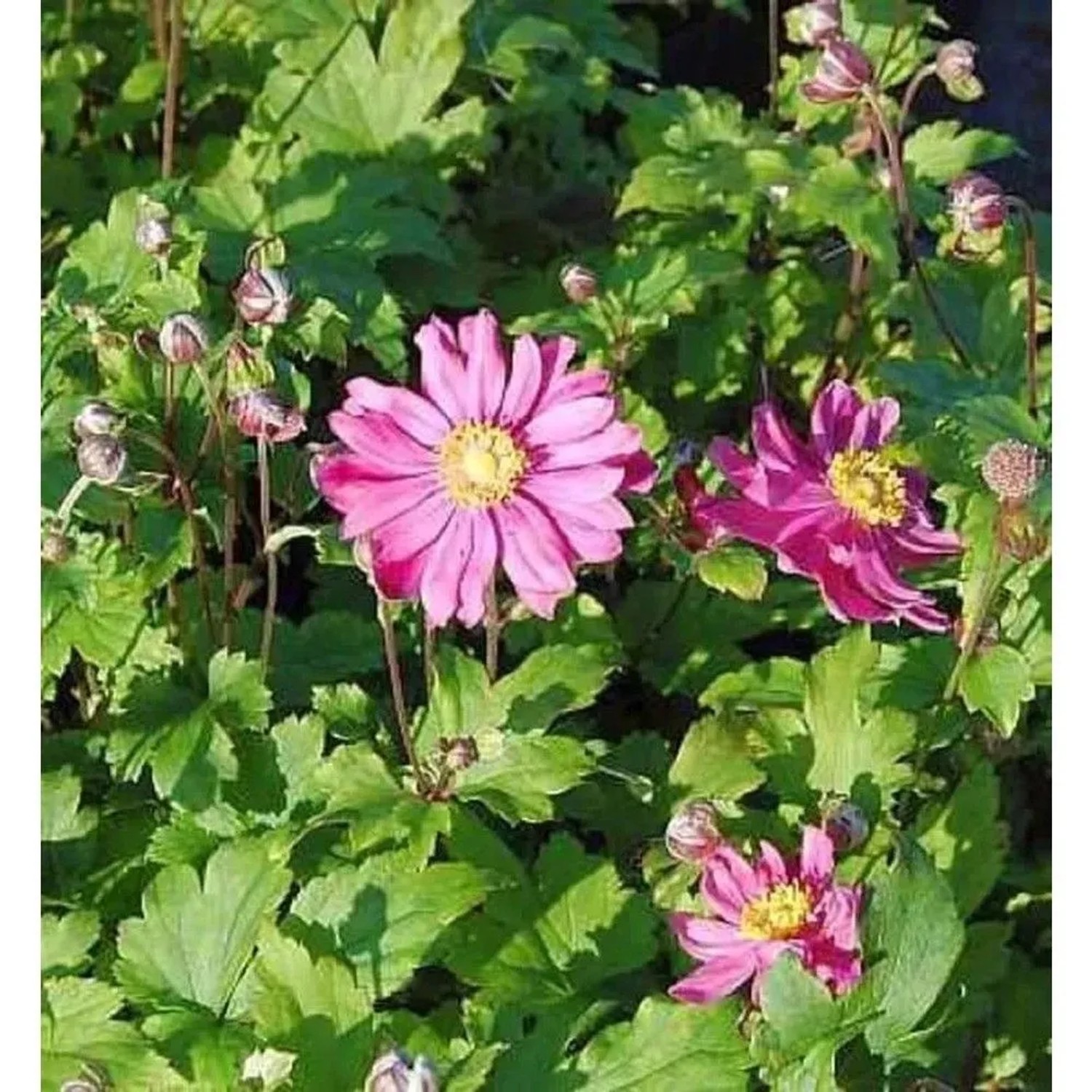 Windröschen Rubra - Anemone multifida